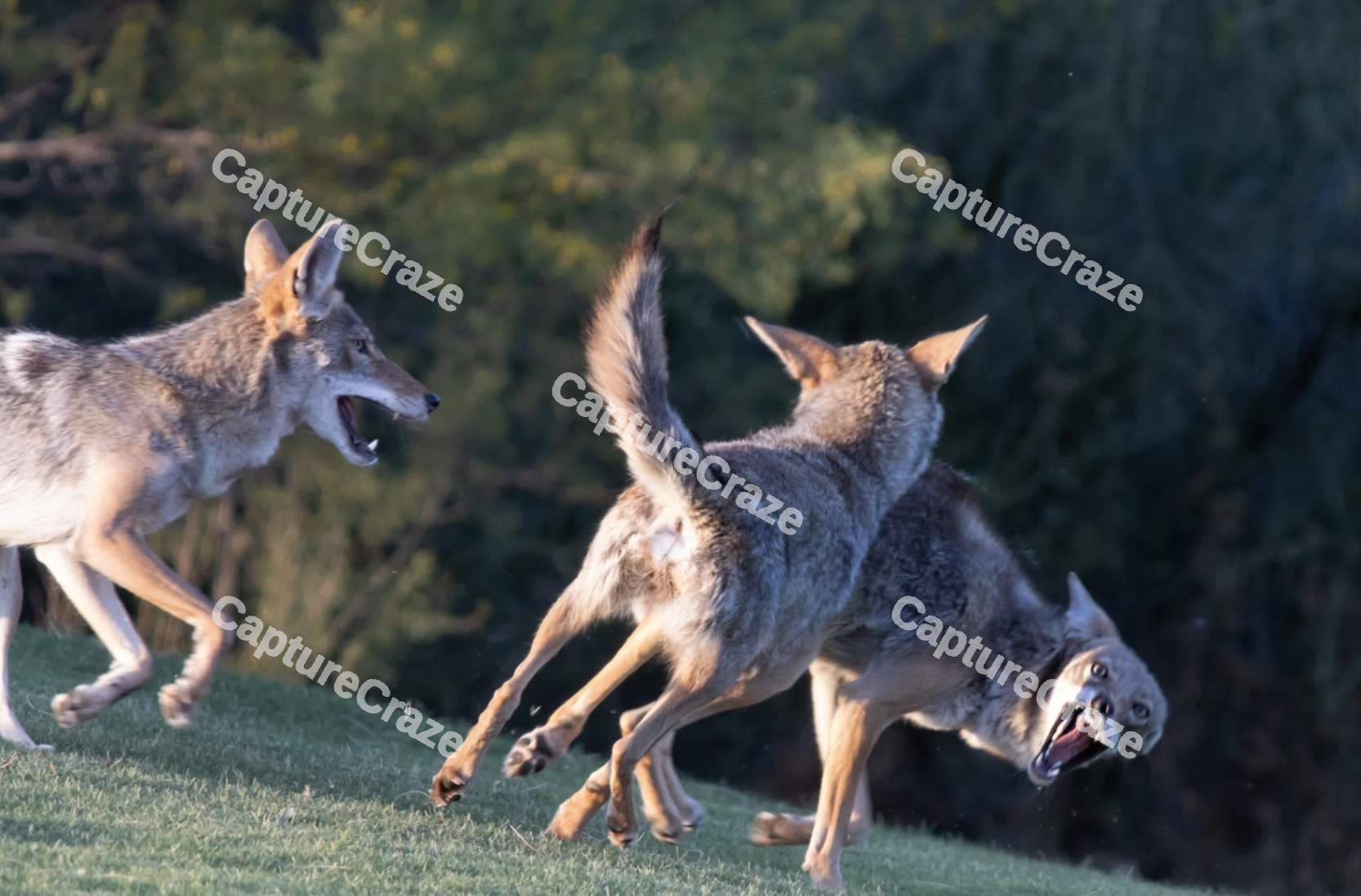 Coyote playing